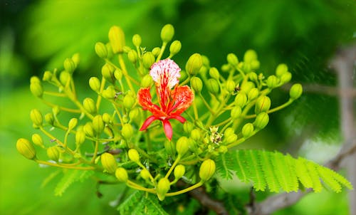 紅色花瓣植物的精選攝影