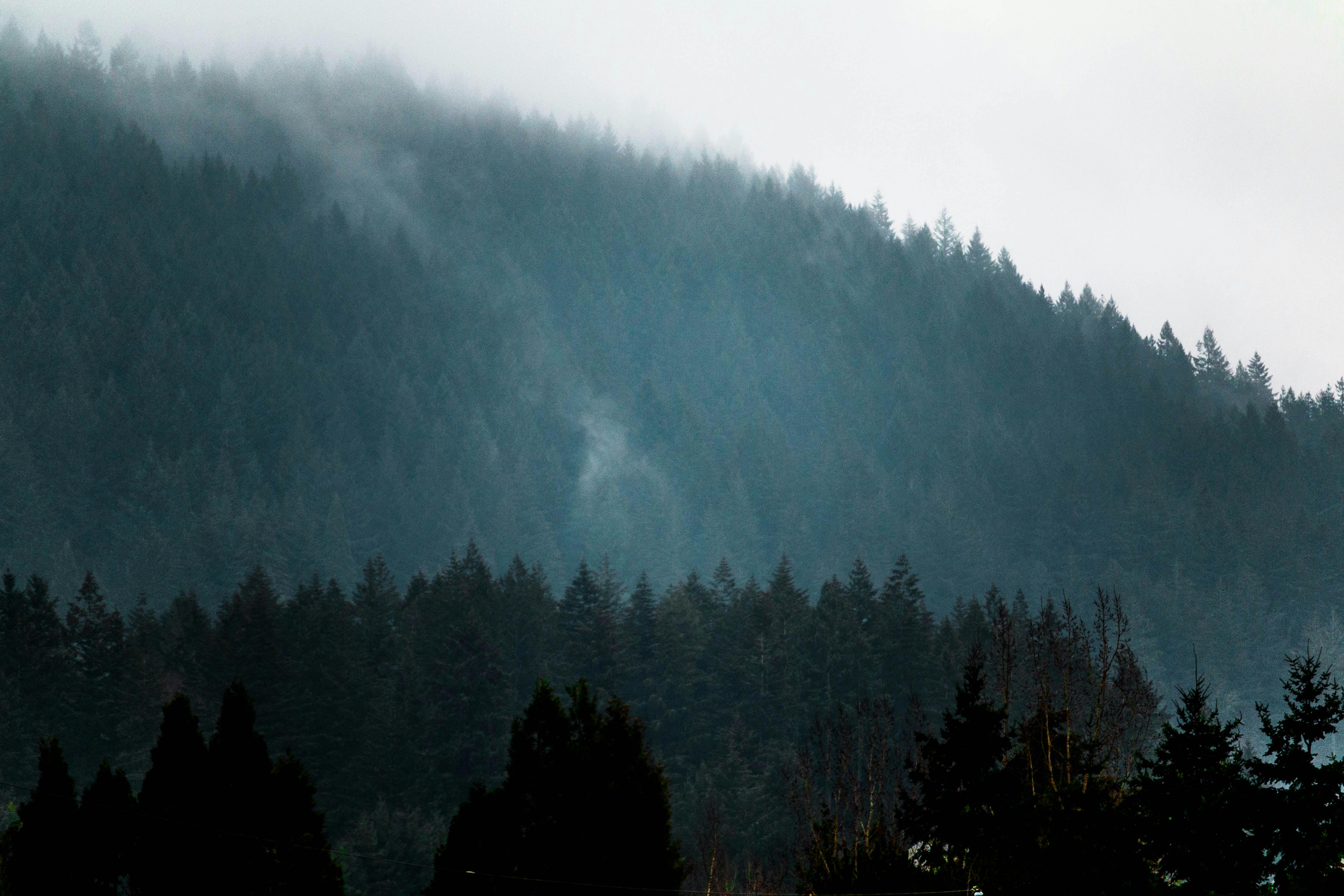 Capture of misty fir-covered mountains in Happy Valley, Oregon, USA.