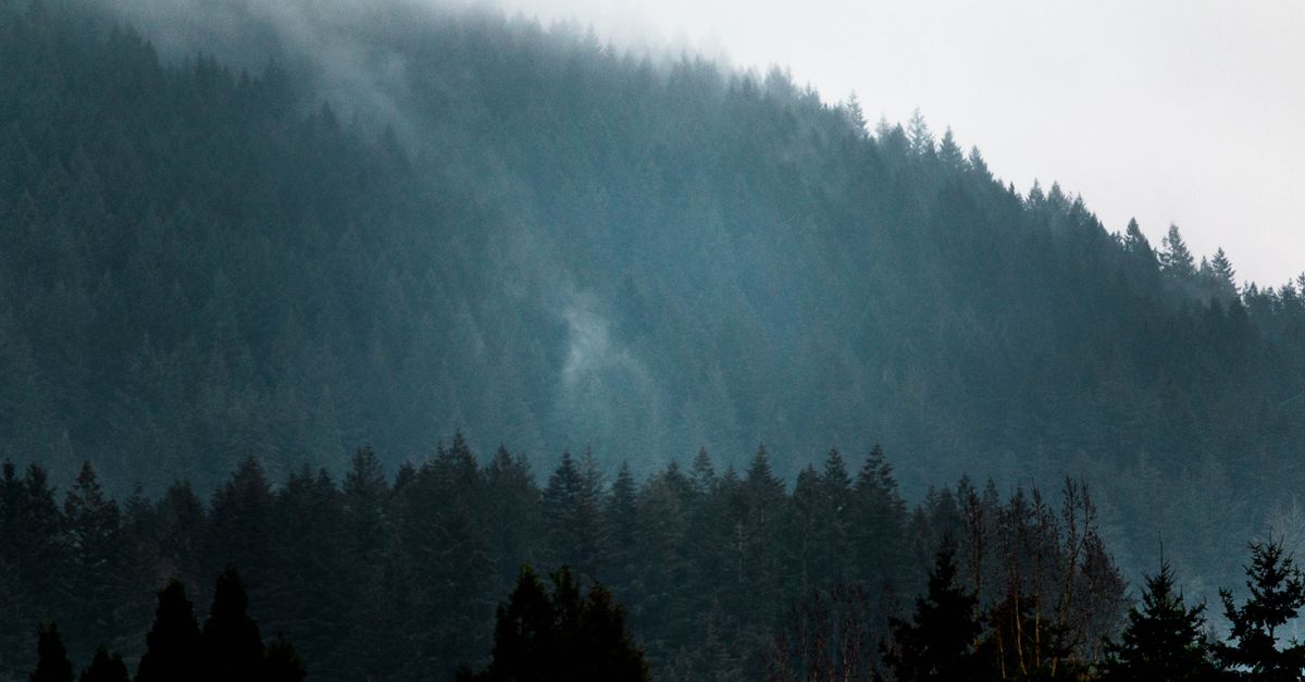 Capture of misty fir-covered mountains in Happy Valley, Oregon, USA.