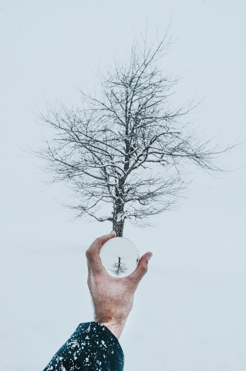 Man with magnifier against tree with bare branches