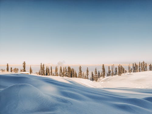 Picturesque landscape of coniferous trees growing in snowy valley under cloudless clear heaven