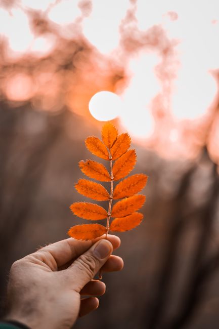 Unrecognizable male with orange leaf in hand standing in woods with plants on blurred background in autumn time in nature
