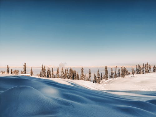 Field covered with snow and snowdrifts located against blue sky and coniferous forest with trees in nature on winter day