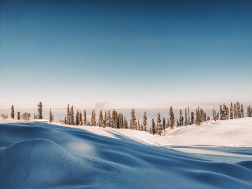 Základová fotografie zdarma na téma bílá, facebook cover, flóra