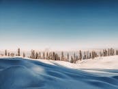 Field covered with snow and snowdrifts located against blue sky and coniferous forest with trees in nature on winter day