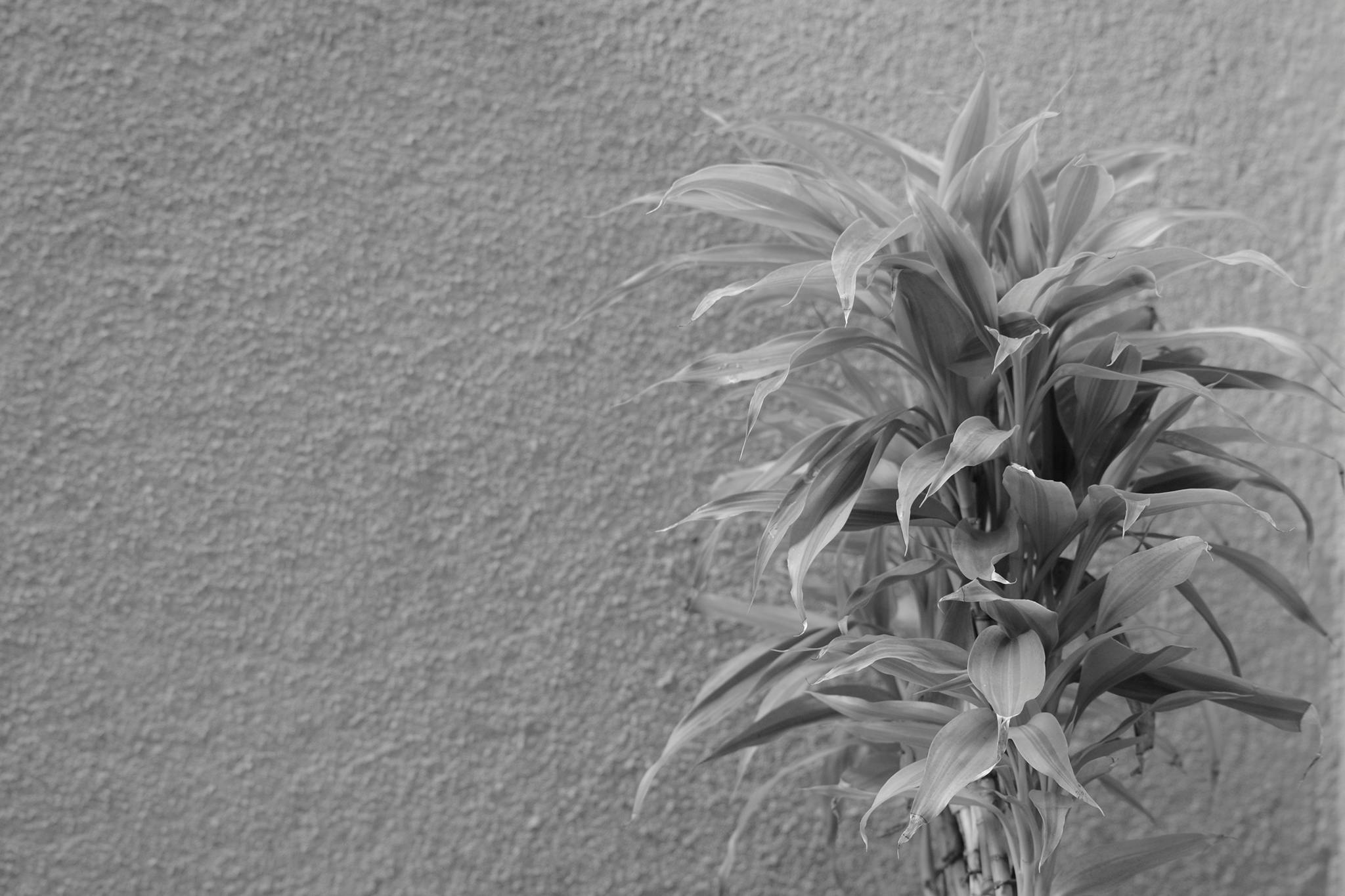 Hezekiah’s Plague Prayer: Intercession for Mercy That Unlocks Divine Healing and Hope