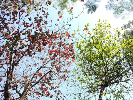Vibrant red and green leaves on trees under a sunny sky in Hải Châu, Vietnam.
