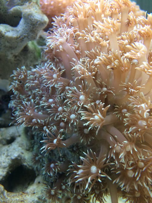 Kostenloses Stock Foto zu koralle, tiefsee