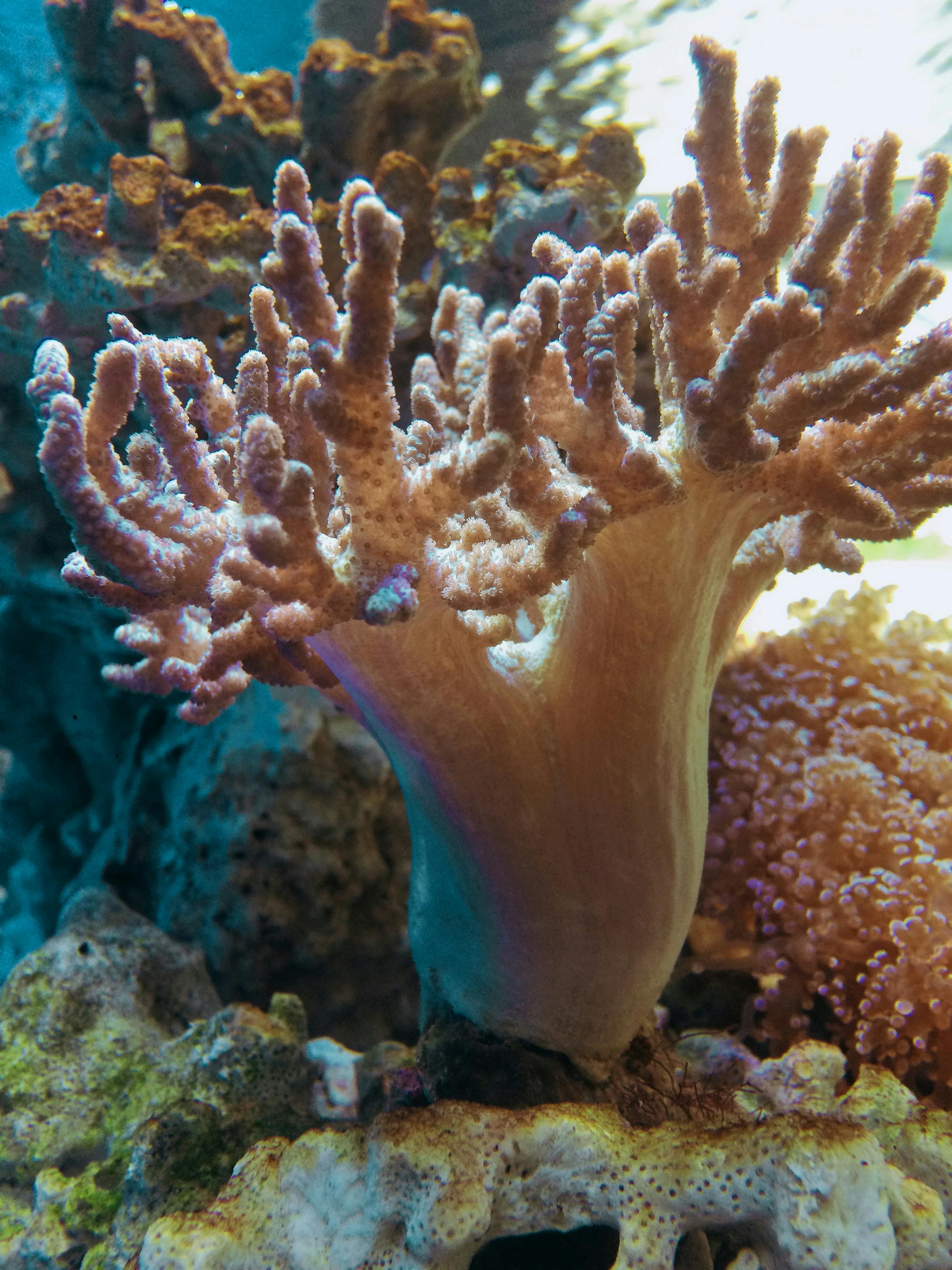 Free stock photo of coral, deep ocean