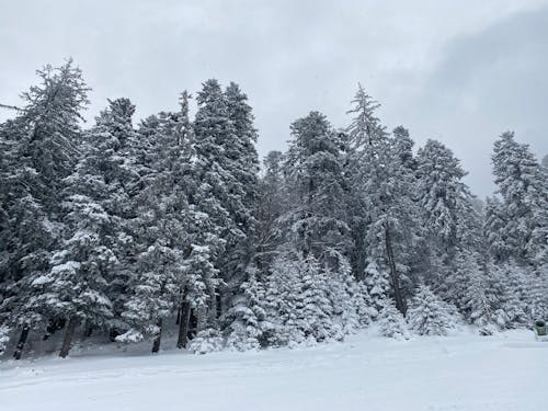 Immagine gratuita di alberi, foresta, freddo