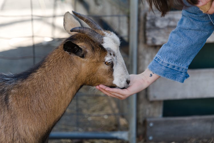 A Person Feeding The Goat