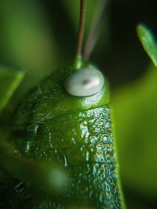 Free Close Up Shot of an Insect Stock Photo