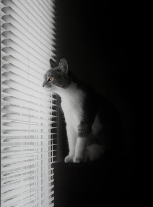Ilmainen kuvapankkikuva tunnisteilla kissa