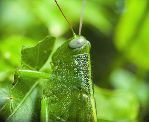 Gratis arkivbilde med gresshopper, grønn, insekt Arkivbilde