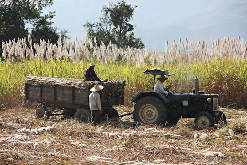 People Working on the Farm Field