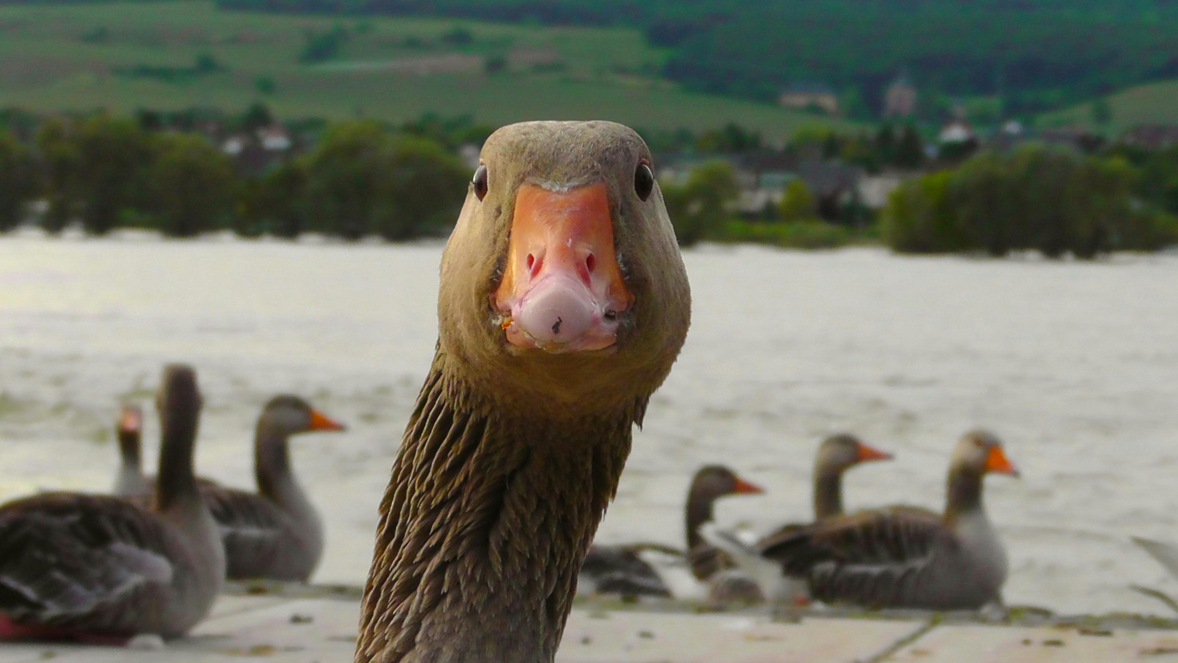 Braune Und Weiße Gans · Kostenloses Stock Foto
