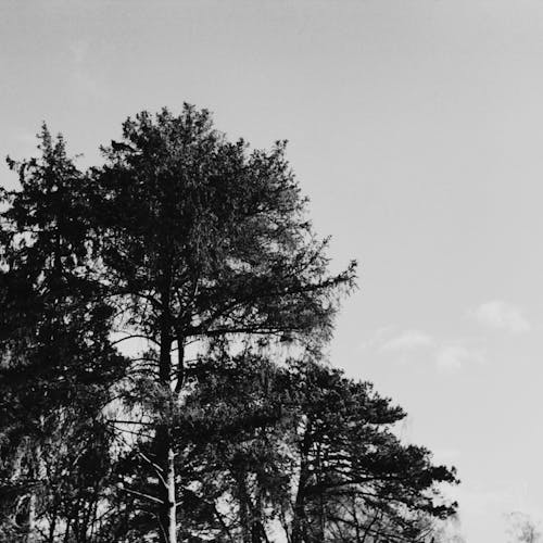 Free stock photo of sky, trees