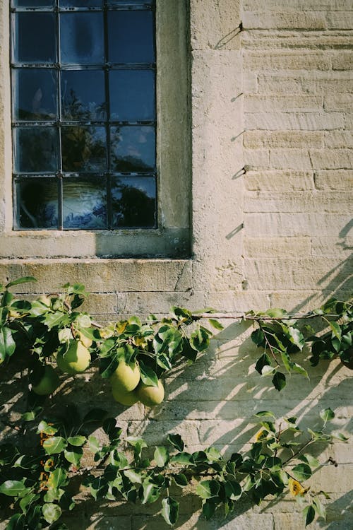 Pear Fruits Near the Glass Window