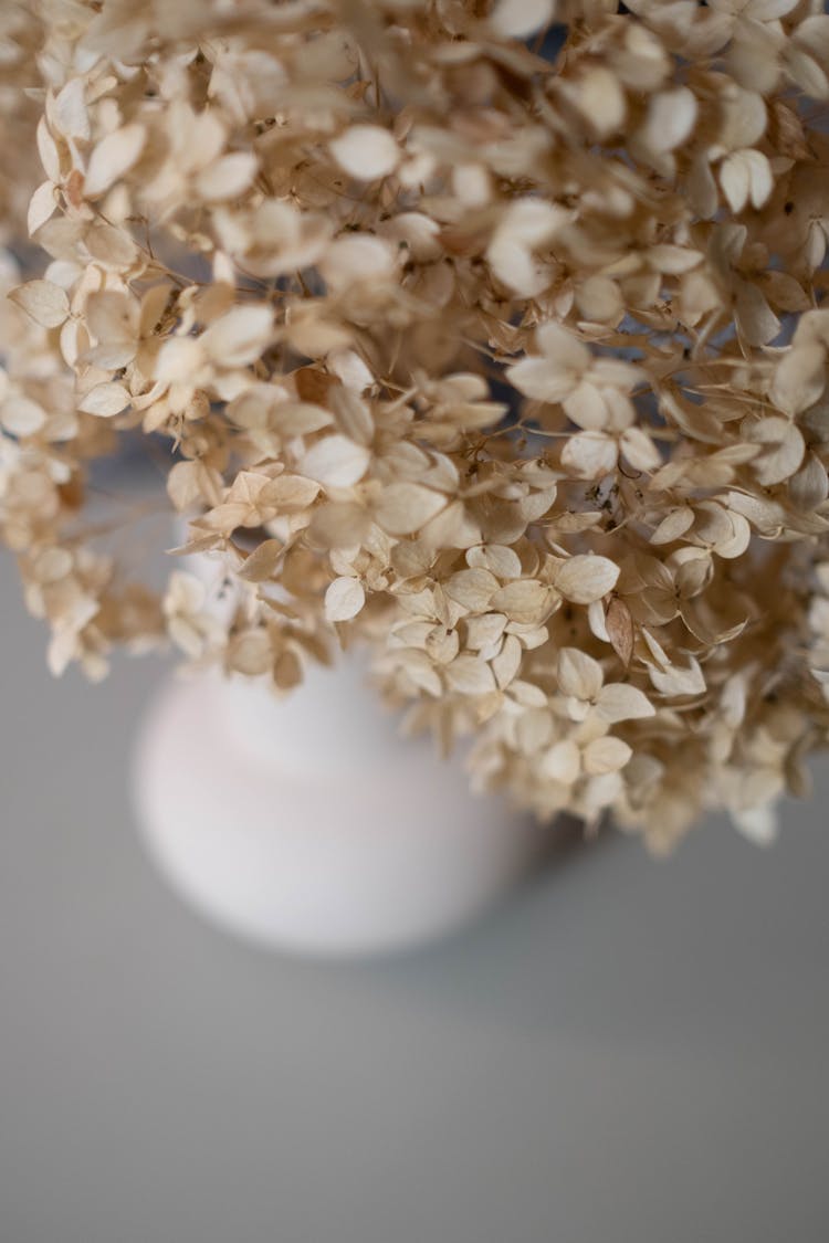 A Close-Up Shot Of A Dried Hydrangeas