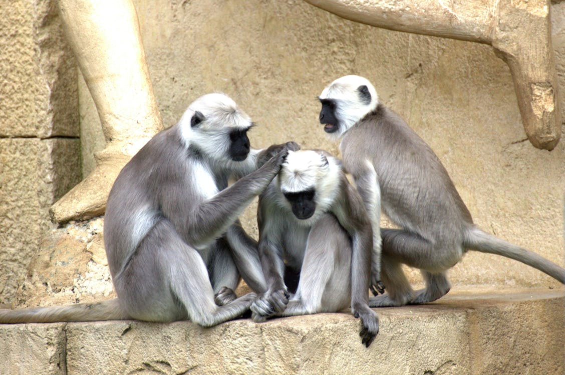 회색과 흰색 원숭이