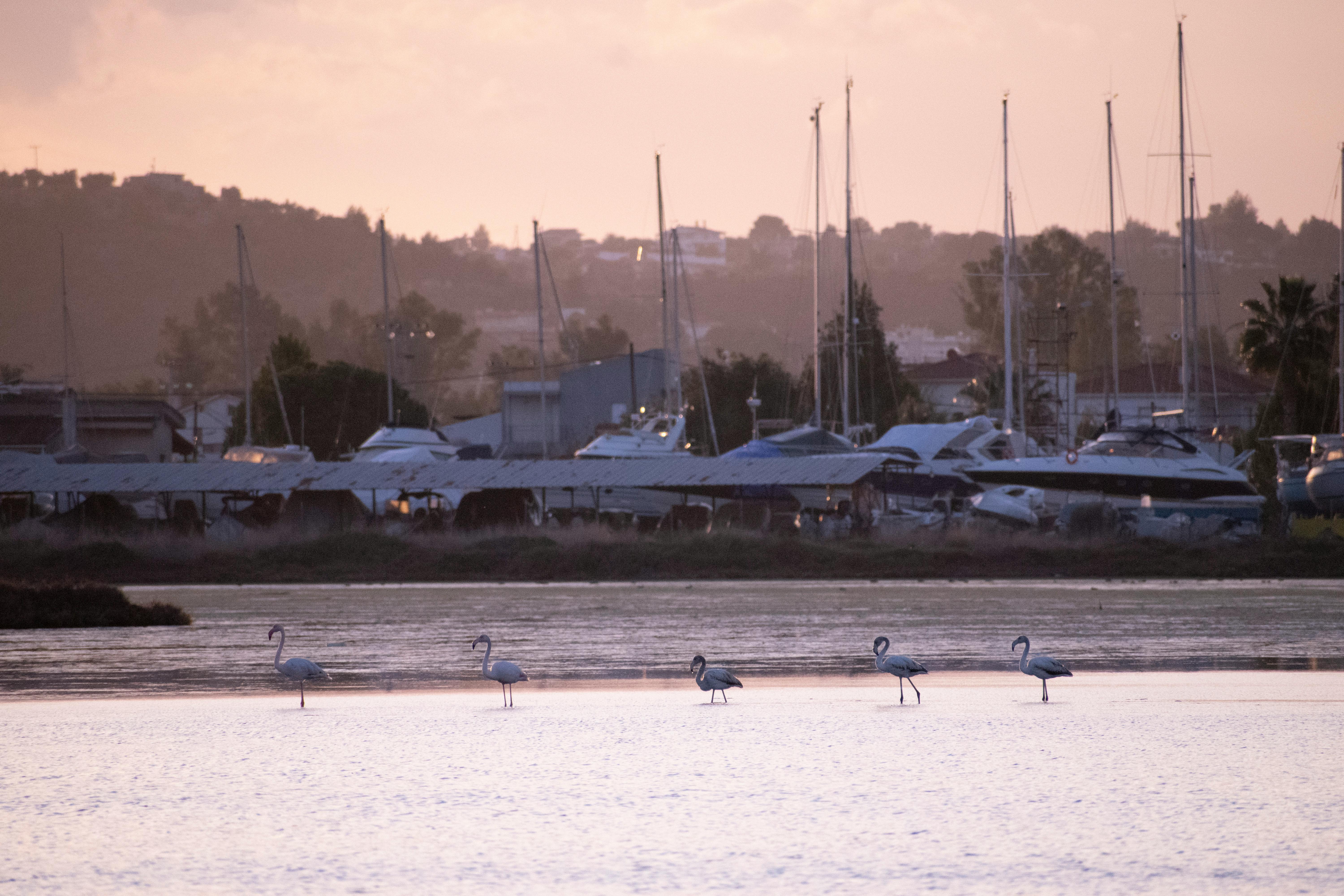 Flamingos wade in water with yachts and a sunset skyline in Greece.