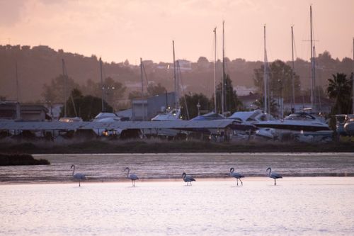 Free Flamingos wade in water with yachts and a sunset skyline in Greece. Stock Photo