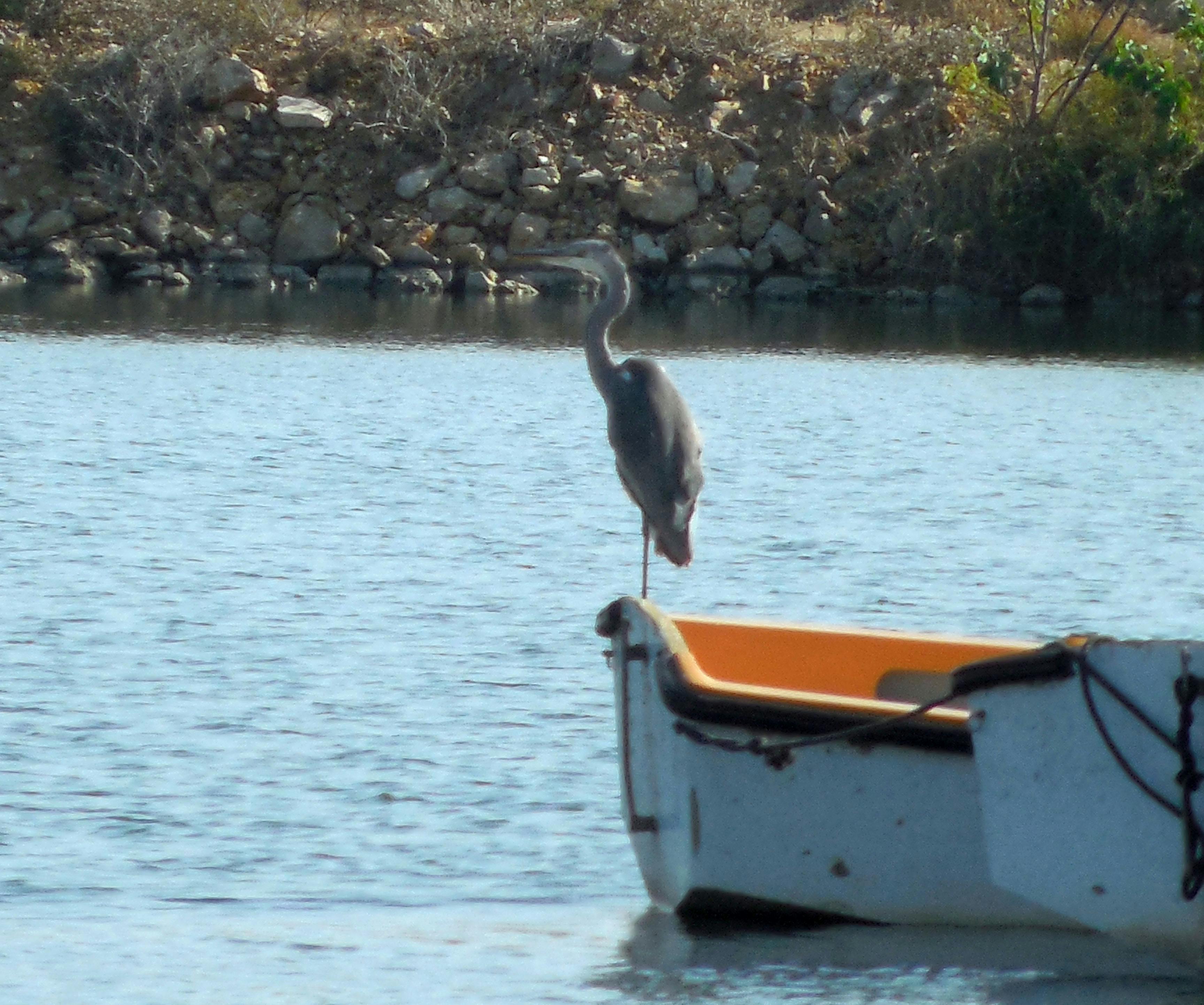 Kostenlose Bilder von yael · Pexels