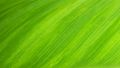 Green leaf blade texture by Pixabay on Pexels