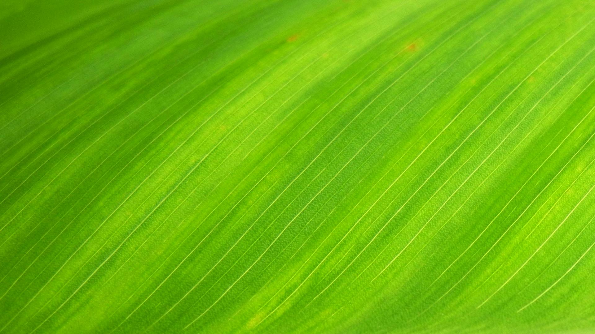 1000 Great Green Photos Pexels Free Stock Photos