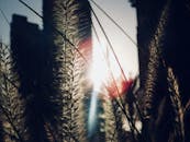 阳光透过羽毛般的草丛，映照出迪拜摩天大楼令人惊叹的轮廓