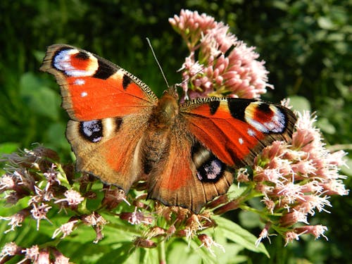 免费 红棕色白色蝴蝶在粉红色簇花上 素材图片