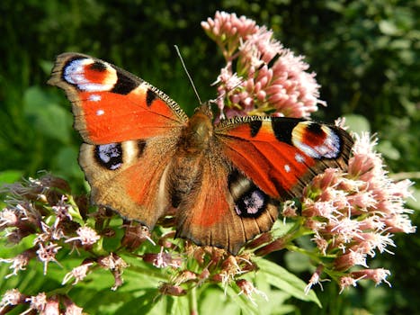 Red Brown White Butterfly on Top of Pink Clustered Flower