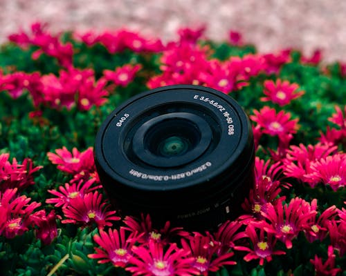 Free SLR Camera Lens Lying in Pink Flowers  Stock Photo
