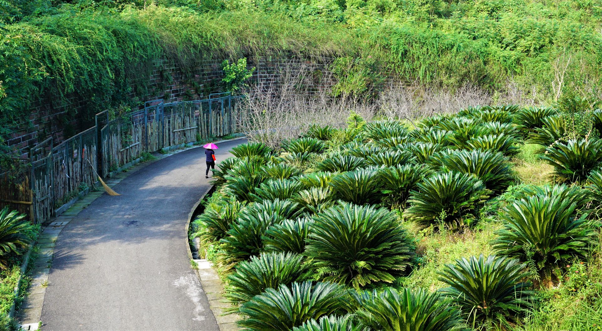 cycas