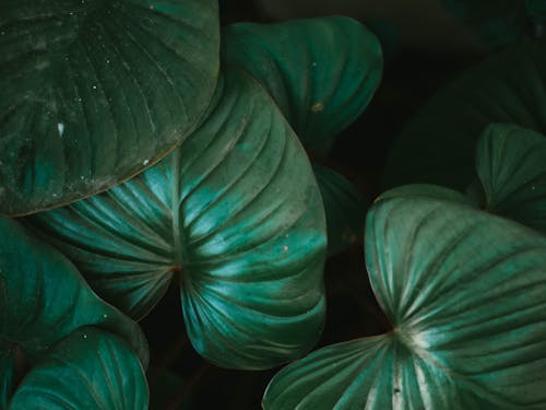 Green Leaves in Macro Lens