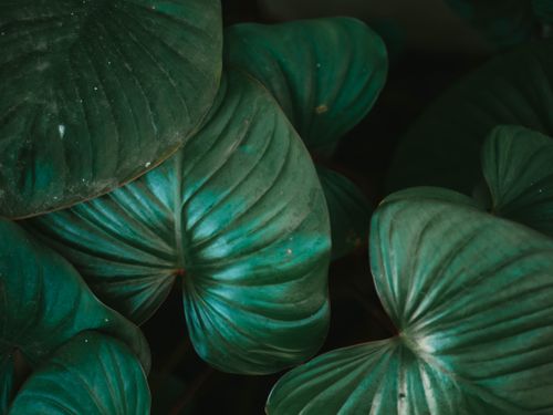 Free Detailed close-up of vibrant green tropical leaves with a natural pattern. Stock Photo