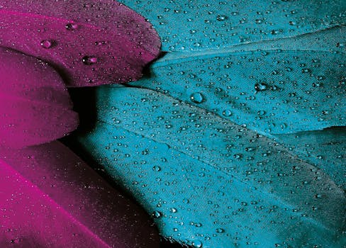 粉红色和碧绿色羽毛与水滴的美丽特写