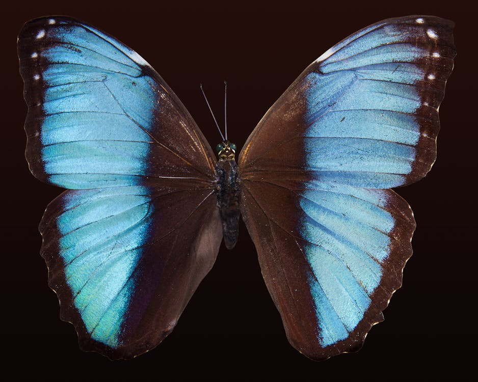 бесплатная Бабочка Голубой Морфо Стоковое фото