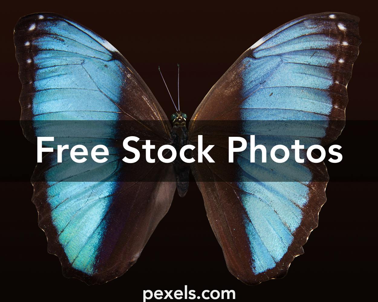 Download 3,000+ Best Wings Photos · 100% Free Download · Pexels ...