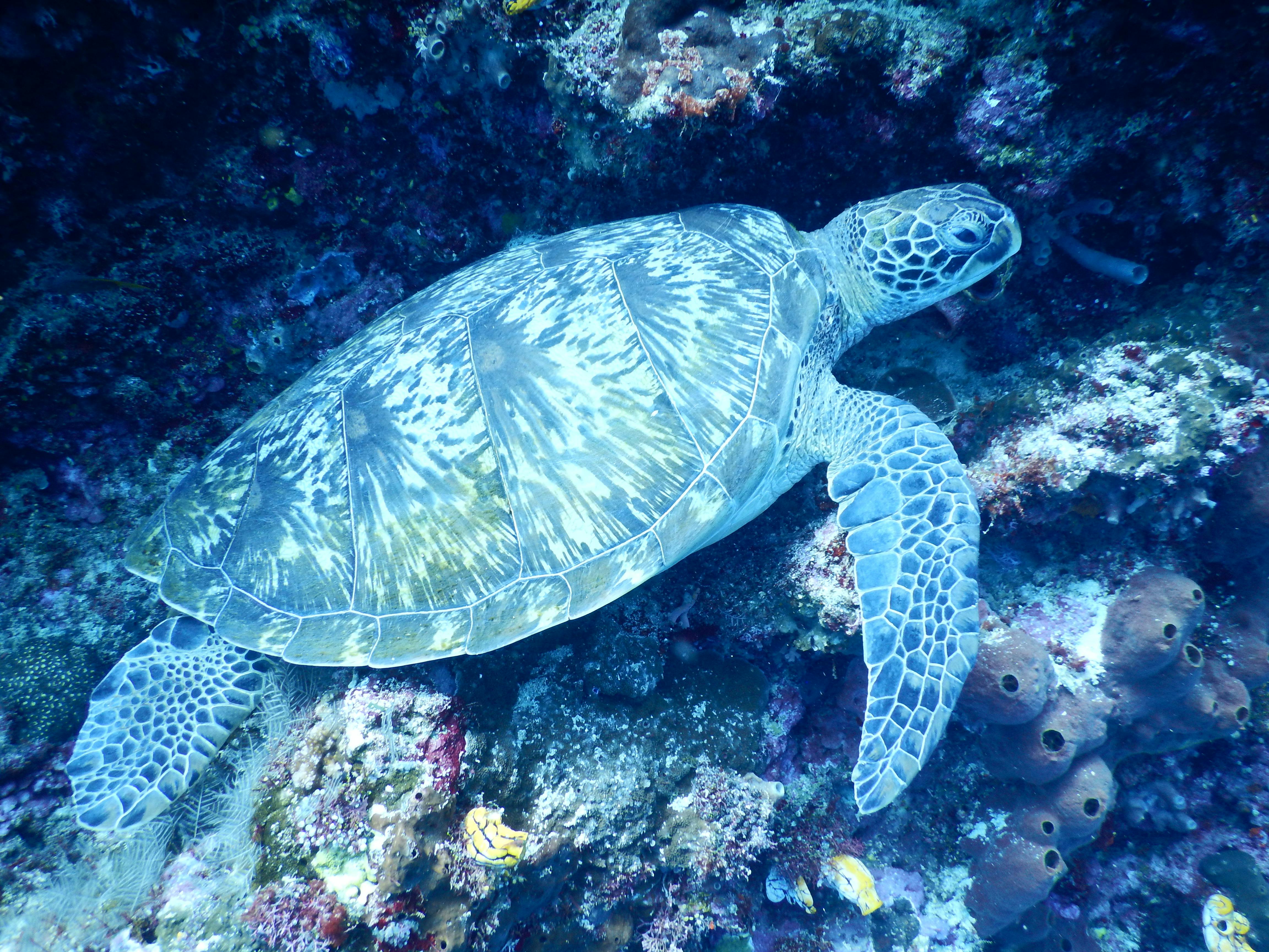 Free stock photo of animals, sea