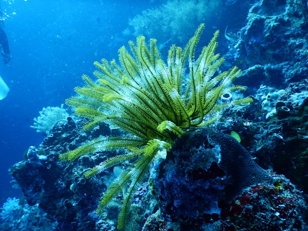 Arrecife De Coral Verde Bajo El Agua