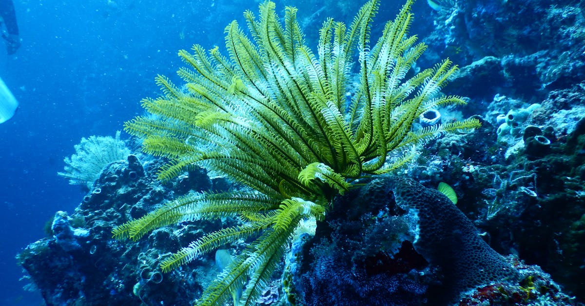 Green Coral Reef Under Water