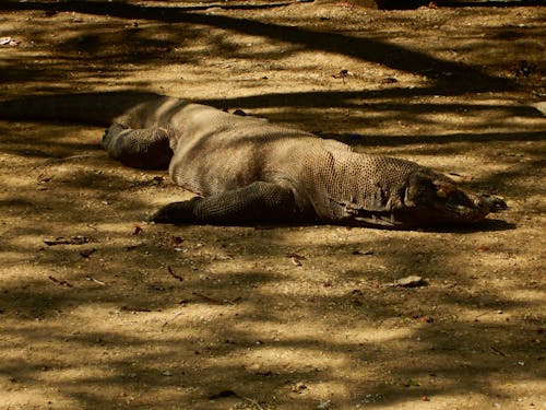 hayvan, komodo ejderhası içeren Ücretsiz stok fotoğraf