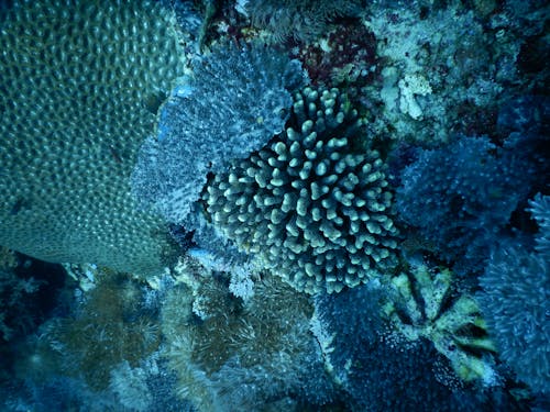 Photos gratuites de corail, mer