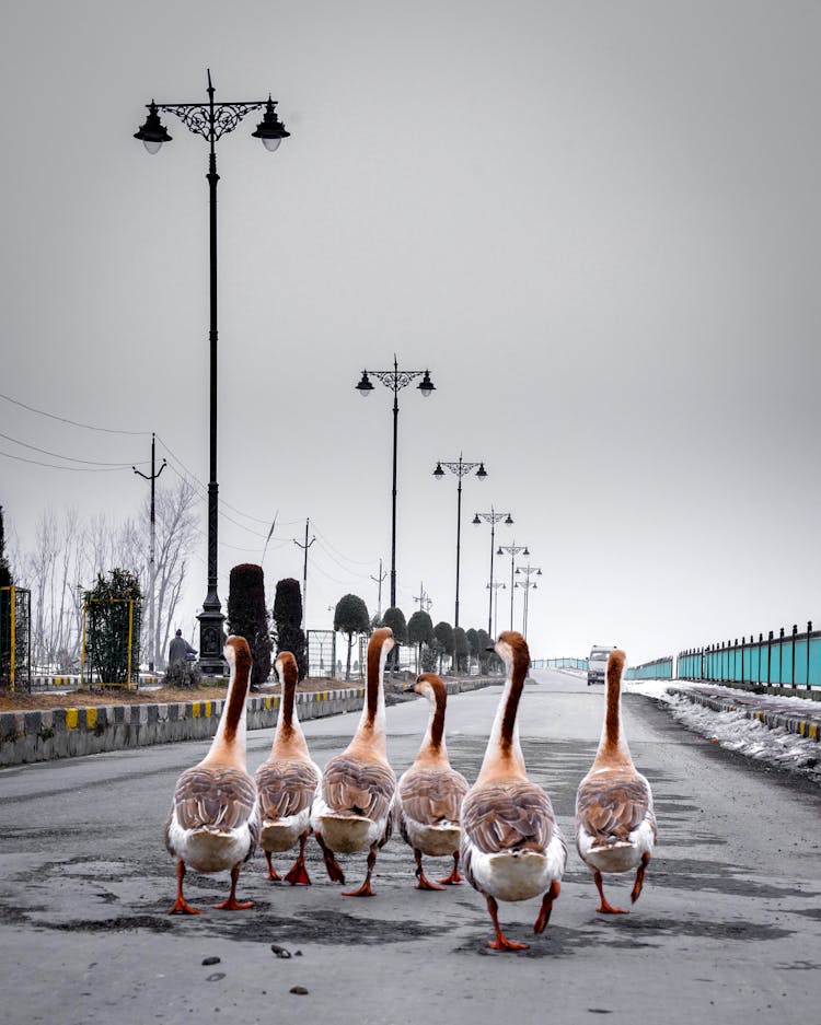 Flock Of Geese On Gray Concrete Road