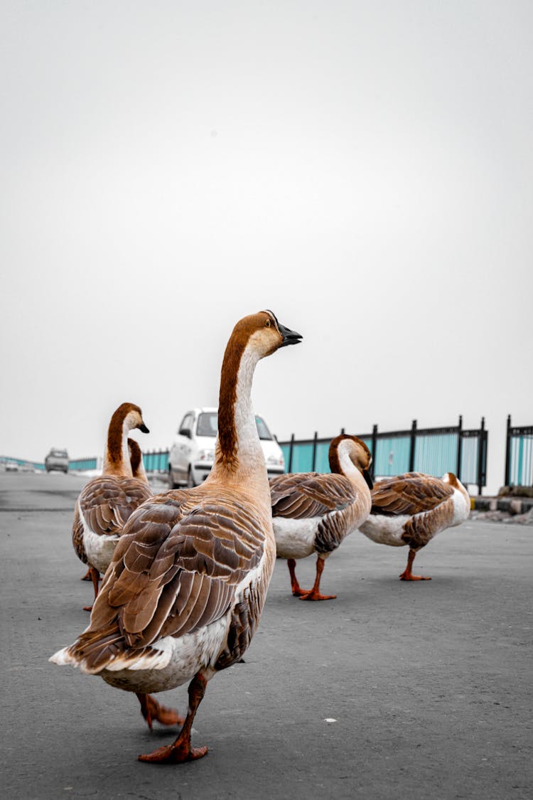 Flock Of Geese On Water