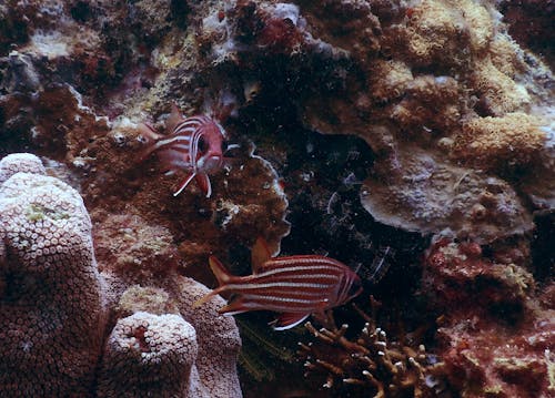 deniz, hayvanlar, mercan içeren Ücretsiz stok fotoğraf