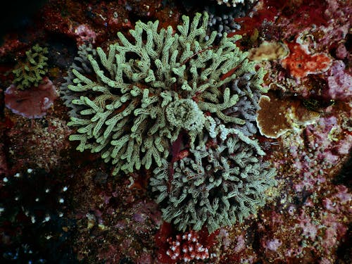 Free stock photo of coral, sea