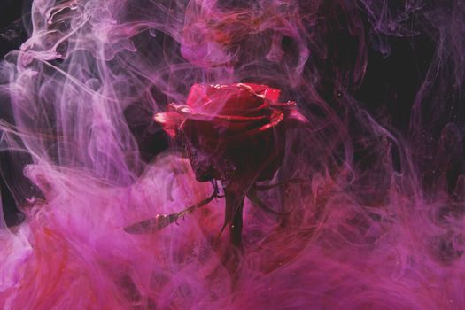 Close-up of a vibrant red rose surrounded by swirling pink smoke, creating a dramatic effect.