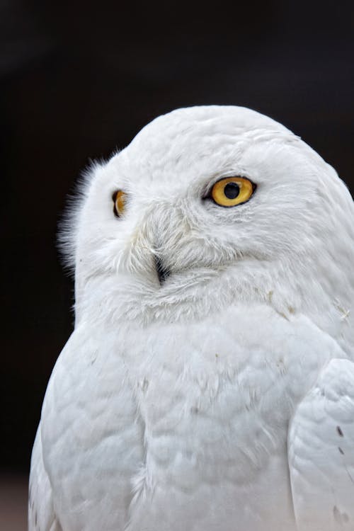 Free White Owl Stock Photo